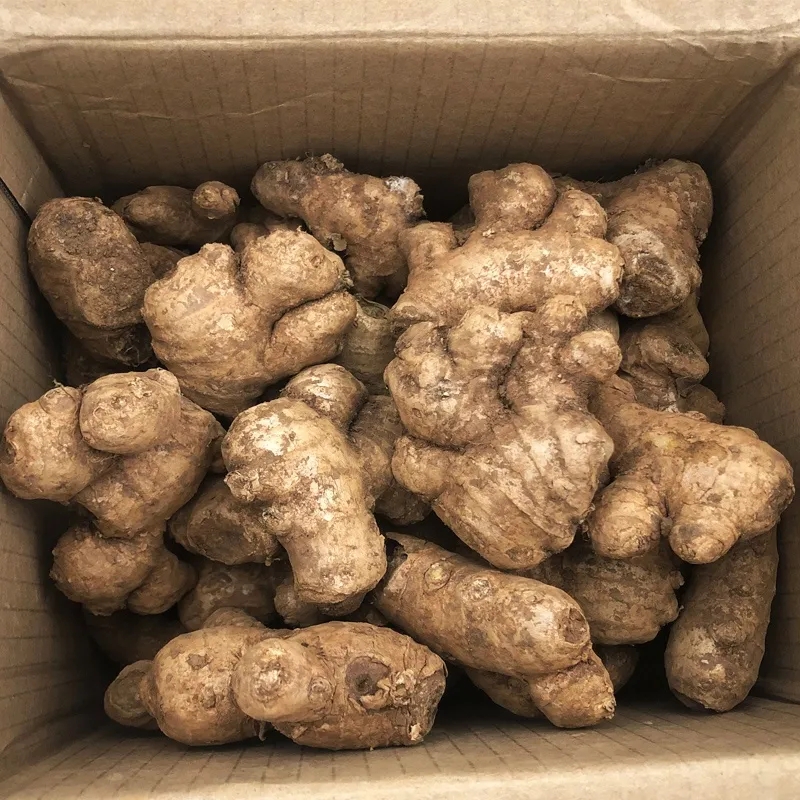 黄姜5斤新鲜生姜老姜现挖高山沙姜老姜土姜姜蔬菜